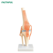 XC-111 مفصل ركبة بالحجم الطبيعي