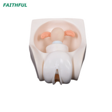 XC-417A نموذج ممارسة وسائل منع الحمل الإناث