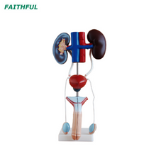 الذكور/الإناث الجهاز البولي التناسلي