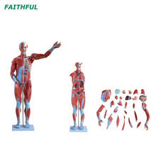 XC-334 80cm نموذج العضلات البشرية ذكر (27 جزء)