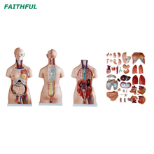 XC-208 85 سم الجذع للجنسين 40 قطعة