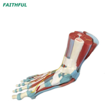 XC-338 نموذج قدم القدم البشرية حجم الحياة (7 أجزاء)