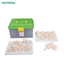 XC-107D العمود الفقري بحجم الحياة النموذجية