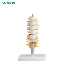 الفقرات القطنية مع Sacrum & Coccyx وسلسلة القرص XC-119