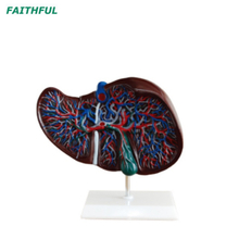 نموذج الكبد XC-312