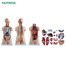 XC-206 85 سم الجذع بدون جنس 20 قطعة