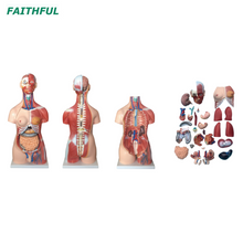 XC-210 85 سم جذع العضلات للجنسين 30 قطعة