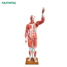 XC-339 نموذج العضلات البشرية بحجم الحياة (29 جزء)