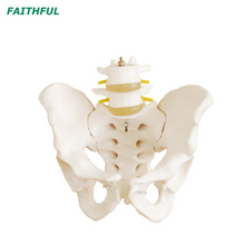 XC-128 الحوض بحجم الحياة مع 2PCS الفقرات القطنية