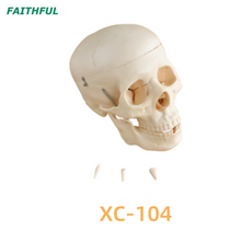 سلسلة Skull Model XC-104