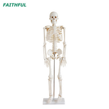 XC-102 85 سم الهيكل العظمي