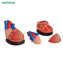 XC-307Series نموذج القلب