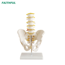 سلسلة الفقرات القطنية XC-115