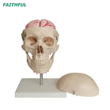 جمجمة XC-135E مع 8 أجزاء من الدماغ والعمود الفقري العنقي