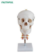 جمجمة XC-135 مع العمود الفقري العنقي