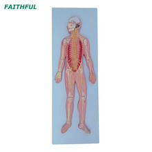 XC-322A الجهاز العصبي