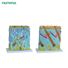 XC-313 Series Skin Model