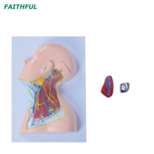 XC-324B أعصاب منطقة الرقبة