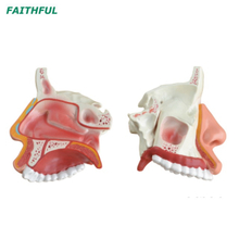 XC-309 تجويف الأنف