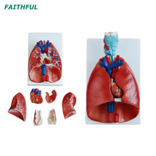 XC-320 الحنجرة والقلب والرئة