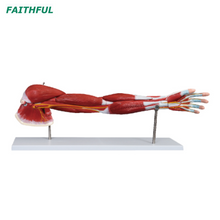 XC-336 عضلة الذراع البشري (7 أجزاء)