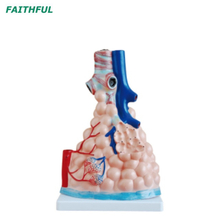 XC-302 نموذج الحويصلات الرئوية المكبرة