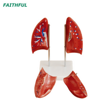 نموذج الرئة XC-321B (جزء واحد)