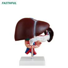 XC-311 الكبد والبنكرياس والاثني عشر