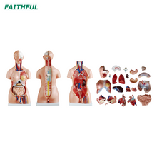 XC-204Series 85cm للجنسين/Tri-Sex Torso 23 Parts