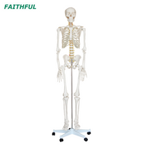 XC-101 طوله هيكل عظمي بحجم الحياة 180 سم