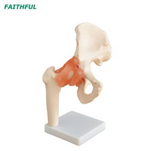 XC-110 مفصل الورك بحجم الحياة