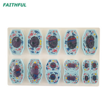 XC-708/XC-709 Moiosis Model 10 أجزاء/9 أجزاء