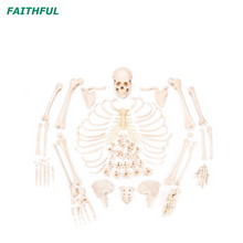 XC-130SERIES هيكل عظمي غير مخصي