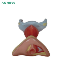 XC-429 الأعضاء التناسلية الداخلية والخارجية الإناث