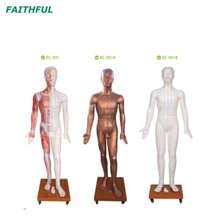 XC-501Series نموذج الوخز بالإبر الفاخر 178 سم