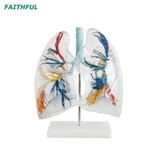 نموذج XC-330 من مقطع الرئة