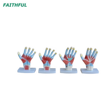  XC-325 تشريح النخيل