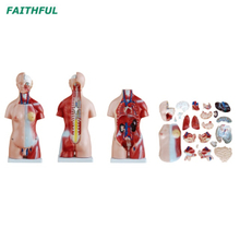 XC-205 45 سم جذع للجنسين 23