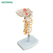 XC-133 العمود الفقري عنق الرحم مع شريان الرقبة