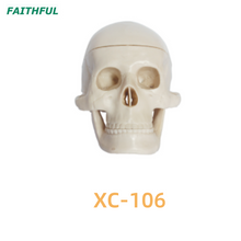 XC-106 جمجمة بلاستيكية مصغرة