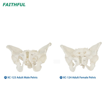 الحوض الذكور/الإناث