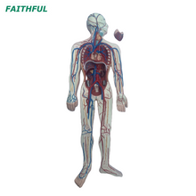 XC-322 نظام الدورة الدموية