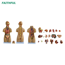 XC-209 55 سم جذع للجنسين 20 قطعة