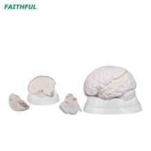 XC-304 Series Model Brain