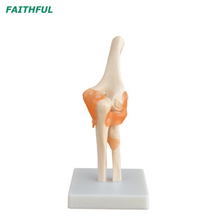 XC-112 مفصل الكوع بحجم الحياة