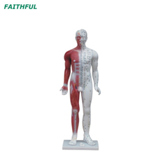 XC-500SERIES Deluxe Acupuncture （& Muscle） نموذج