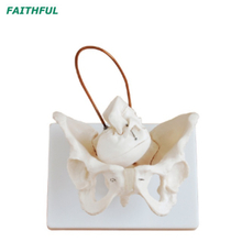 نموذج عرض الولادة XC-127